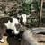 Pygmy goats available babies and adult mothers 2 thumbnail
