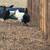 Chickens/ gallinas 1 thumbnail