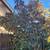 Trees, Shade! Chinese pistache 'KD' 9 thumbnail