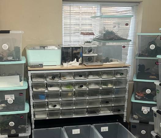 Hatchling rack (Colorado springs)63920762775170122