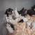 Rats and ball pythons 12 thumbnail