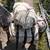 Pack Mule 6 thumbnail
