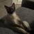 Kittens 1 thumbnail