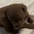 8 week American bully puppies looking for their forever homes! 8 thumbnail