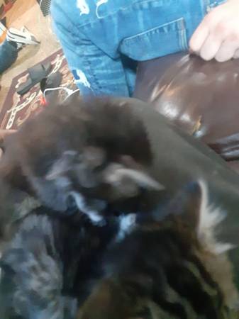 Kittens 1