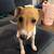 Italian greyhound 1 thumbnail