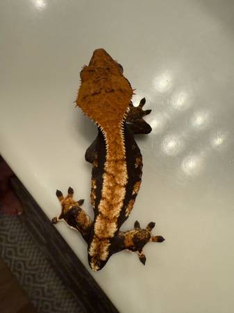 Crested Gecko and Enclosure (Ceres)63469792232451120