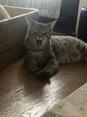 Gata gris hembra63872576347395121
