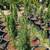 Italian Cypress 3 thumbnail