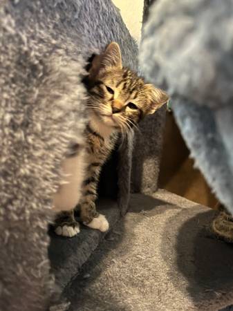 Free Beautiful Kittens (Lynnwood)63862434575233121