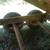 8x16 grain dump trailer, bumper pin hitch 22 thumbnail