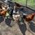 Beautiful pullets(Pollas) for sale!! 4 thumbnail