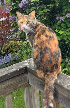 Please help! Mina is missing *REWARD* (Richmond Beach, Shoreline)64032524689282121