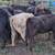 11 Black Beef Feeder Calves 4 thumbnail