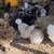 Silkie Hens ~All Feather Types Silkie, Satin, Frizzle, Satin Frizzle 11 thumbnail