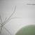 3 AUDUBON pix / pr - select from 3 - Meadow Lark; Mallard; Wild Turkey 3 thumbnail