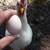 Leghorn Laying Hens (laying now) 3 thumbnail