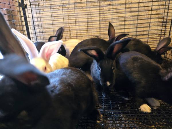 Meat rabbits - $20 (Centralia)63471421652483122