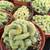 Brain cactus Mammillaria elongata cristata 4inch $15 each 20 thumbnail