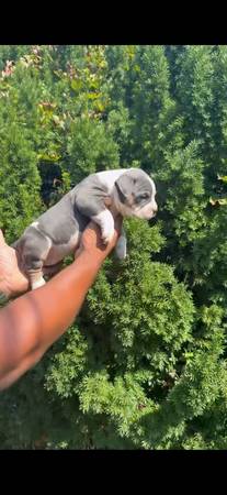 4 cachorros american bully en busca de un hogar63297434004097122
