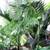 CHAMAEDOREA woodsoniana ///// Woodson's palm --- 1/5/15 gallon 4 thumbnail