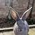 Flemish giant mix bunnies 21 thumbnail