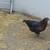 Chickens/flock 9 thumbnail