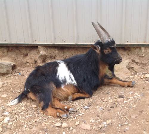 NG proven buck - $60 (Osage)63469928521219124