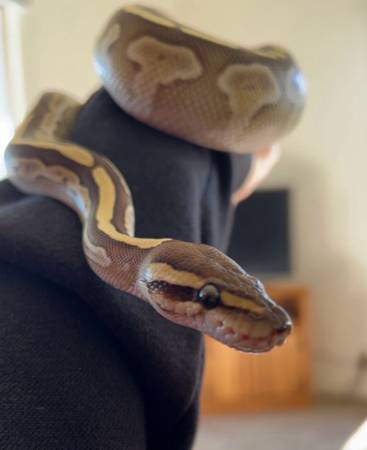 Ball Python 1