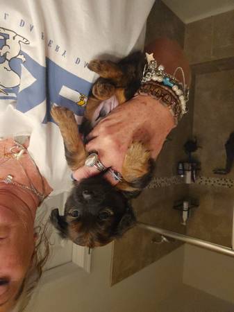 Cachorros Chiweenie (Murfreesboro)63924991729922120