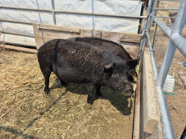 Free Pigs 1
