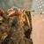 Tarantulas 3 thumbnail