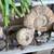 Yard Art -  fossils, petrified wood, saguaro cactus skeleton, ironwood 18 thumbnail
