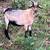 kiko goats bucks 2 thumbnail