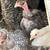 Turken pullets 3 thumbnail