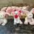 TY Beanie Babies - brand new 3 thumbnail