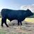 BRANGUS TYPE YEARLING BULL 3 thumbnail