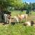 Miniature cattle 5 thumbnail