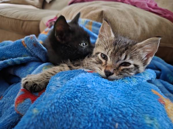 Two kittens (Benson)63670824395137122