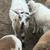 Katahdin whethers and ewes 2 thumbnail