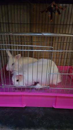 Little cages(multiple colors) - $20 (Hemet) - $20 (Hemet)63471082625539124