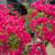 Bougainvillea Tree 11 thumbnail