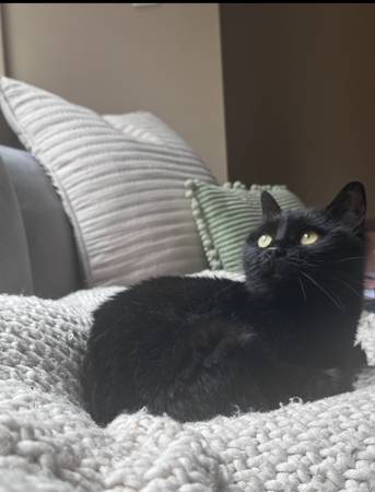 De gratis a un hogar amoroso: Misty la gata (Mentor, OH) (Mentor)63686604989569122