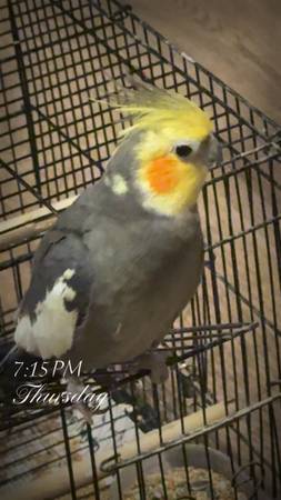 Cockatiel $100 firm 1