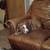 Pit pup 4 thumbnail