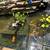 Large koi fish and plants 3 thumbnail