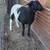 Dorper Cross Ram Lamb 3 thumbnail