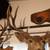 TAXIDERMY 33" WIDE MULE DEER SHOULDER MOUNT 3 thumbnail
