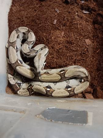Baby Boas (Waynesville)63664515490433123