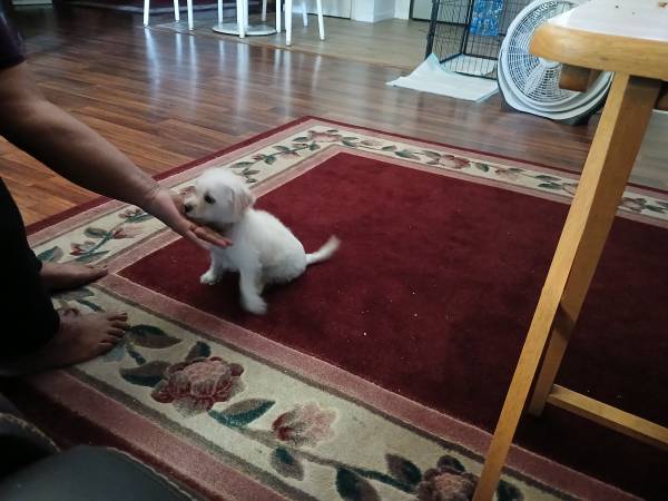 Rehoming (Tulare)63873028549121121
